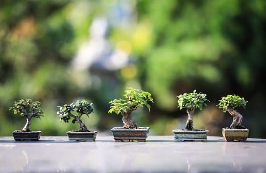 Planten BOSK-bomen voor en door de Mantgumer Mienskip