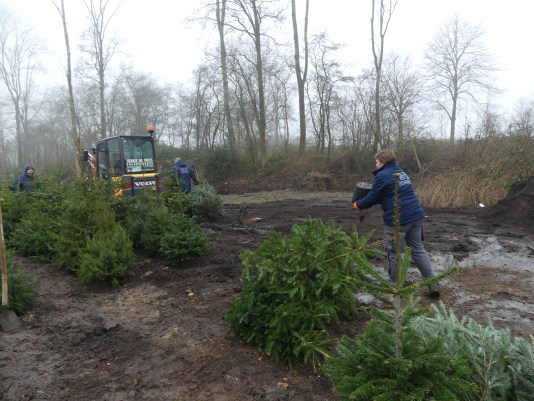 Eerste ingeleverde kerstbomen de grond in bij AquaZoo Leeuwarden