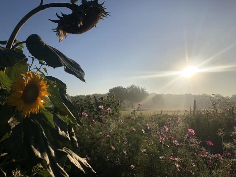 Nieuwe sociale voedseltuin Fryslân