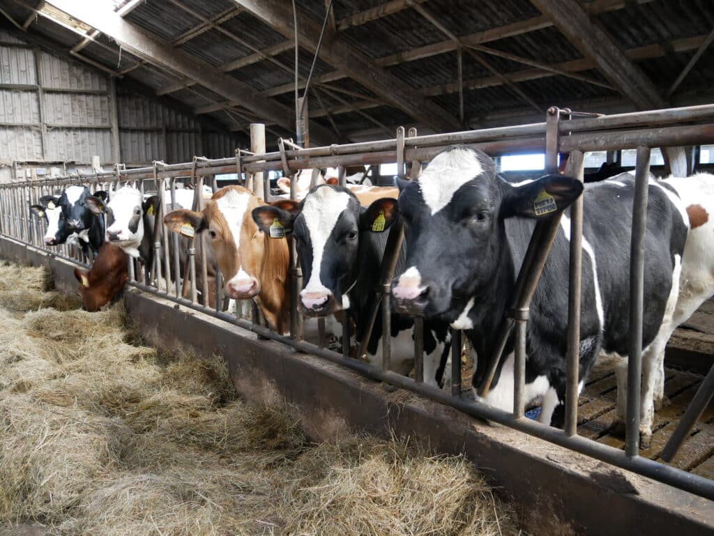 Subsidie voor agrariërs om stikstofuitstoot te verminderen