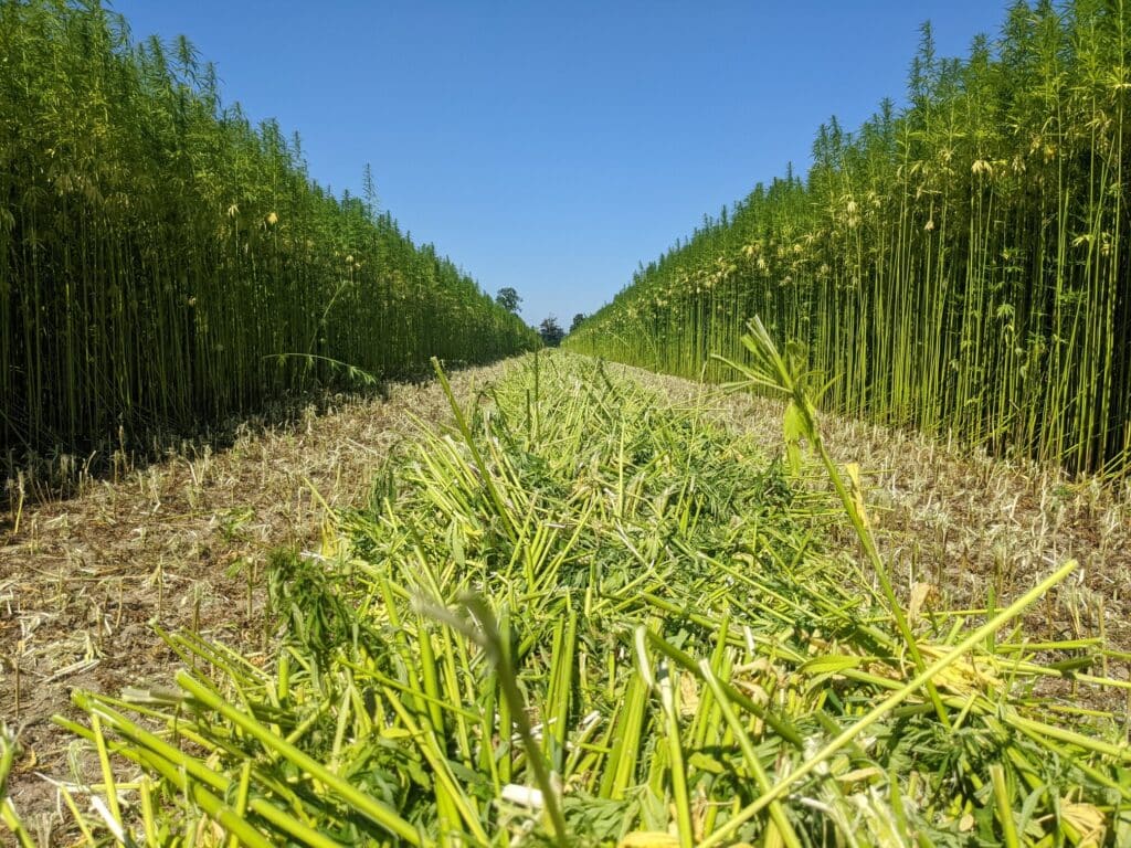 Opening eerste biobased doolhof van Europa