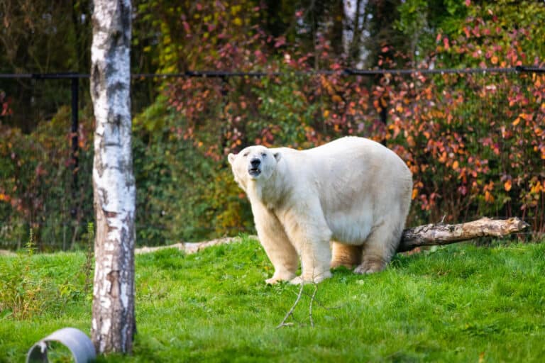 Bouw van nieuw gebied Churchill begonnen in AquaZoo Leeuwarden